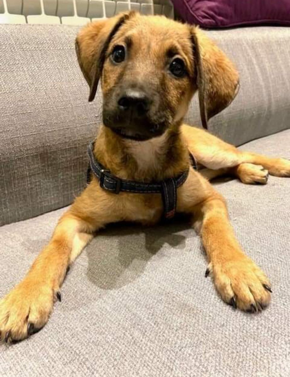TheOutpost01's tweet photo. 🚨ATTENTION #THEOUTPOST FANS🚨
Let's pull together &amp; help @JessGreen2 find homes for these 2 sweet pups in Serbia. Please share. https://t.co/YPY8hoNHPK
