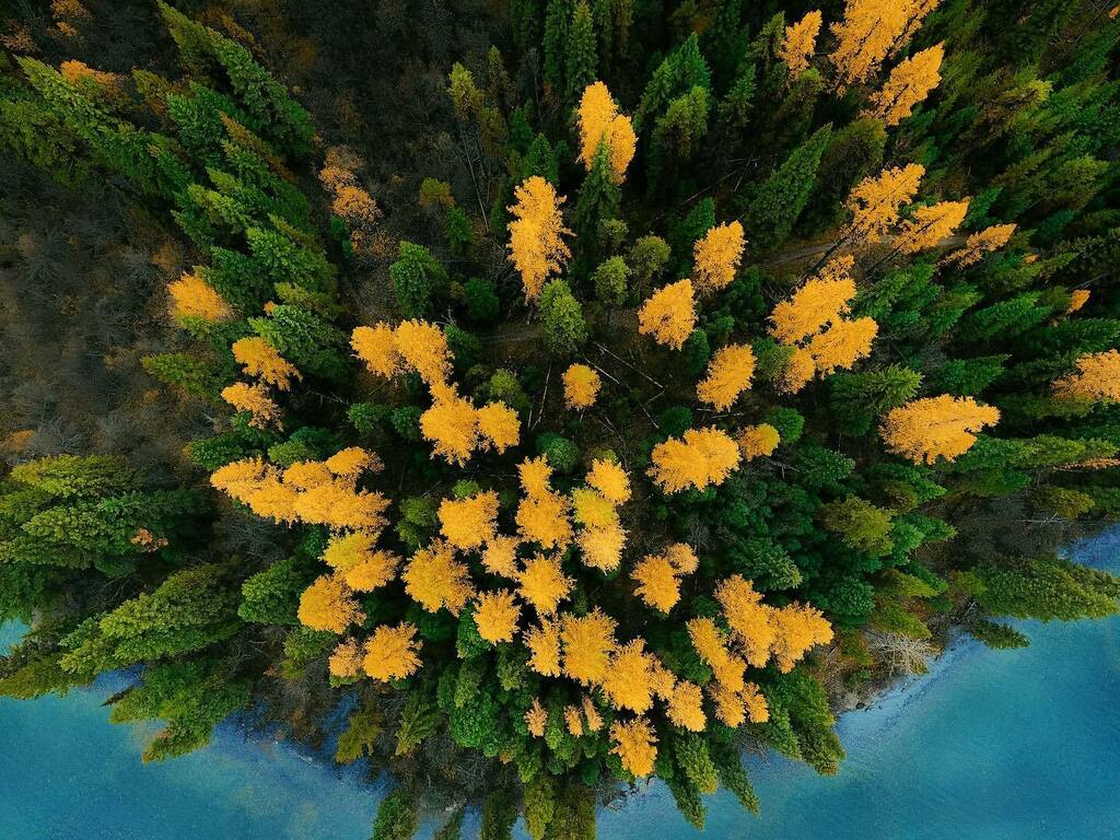 #FBF to some of the most beautifully colored trees I’ve ever seen. 
.
.
.
#montana #dronephotography #drone #overlanding photography #photooftheday #sunset #adventure #travelgram #photographer #beach #travelblogger #beauty #summer #sky #travelphotography… instagr.am/p/CG-IJeNn4xj/