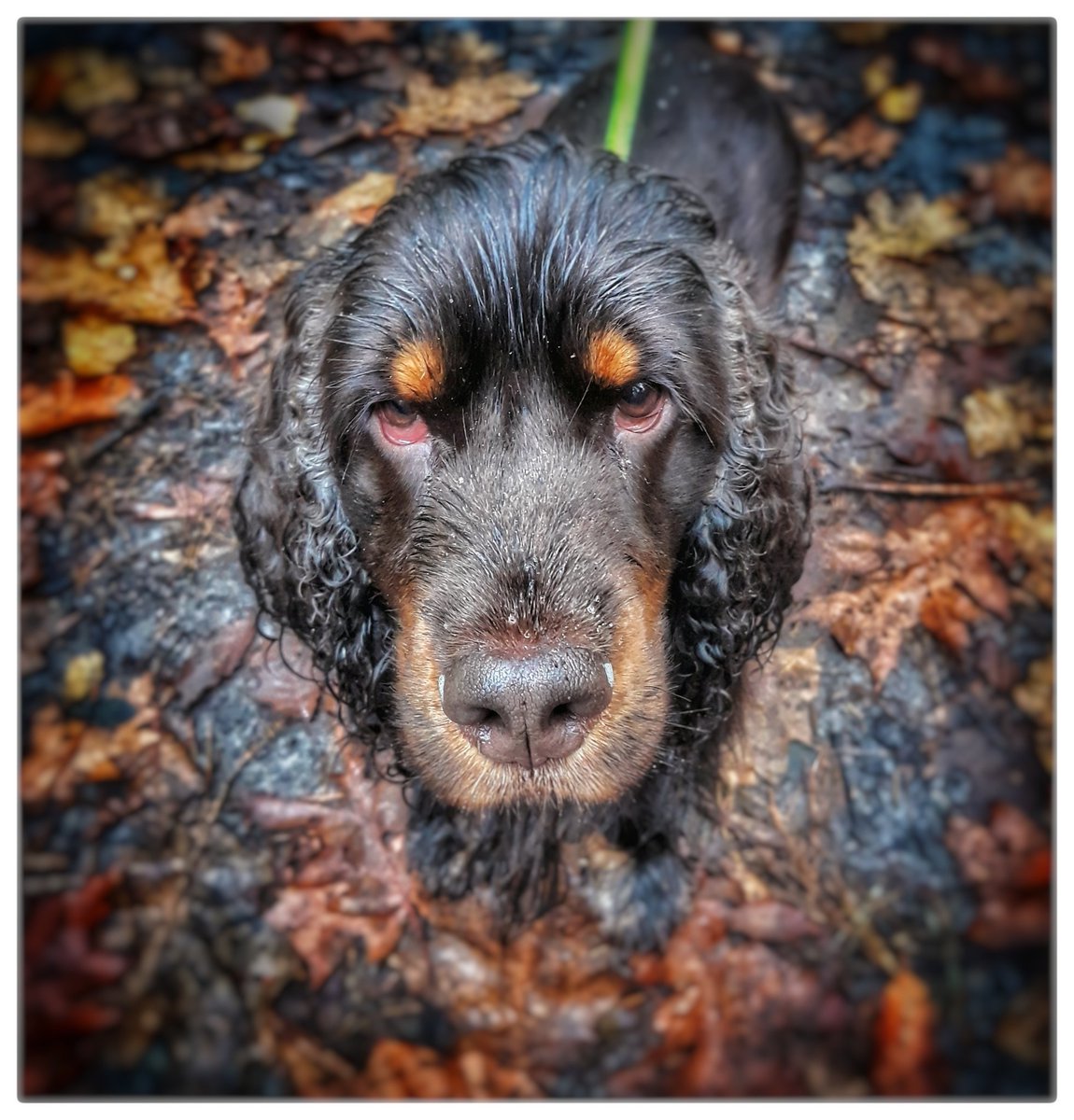 dagkoerier's tweet photo. Mijn #lunch vanmiddag, een #pizzacalzone Een levering in #Zutphen #Herfst in #Esbeek. Met mijn grote vriend op stap #cockerspaniel #mijnweekin4fotos Fijn weekend allen https://t.co/ahOZ3egwuS