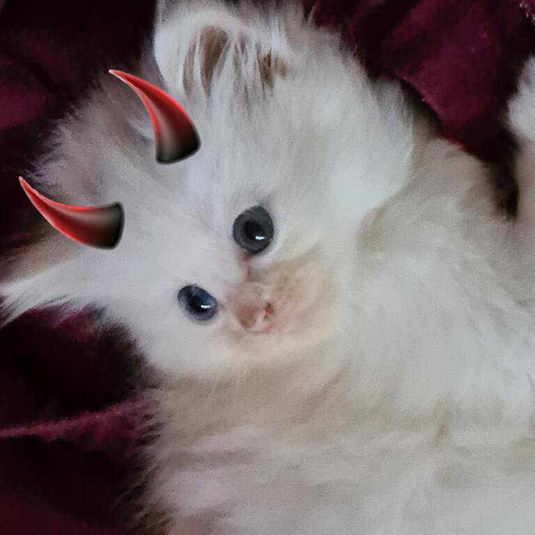 Function28's tweet photo. Itβs Halloween tomorrow, so we thought we would post a scary picture...
Well, the best we have is a picture of the boss's new cat to be, with some devil horns. π±
Have a Happy Halloween everyone! π
#Function28 π» https://t.co/9ojka0JMu9