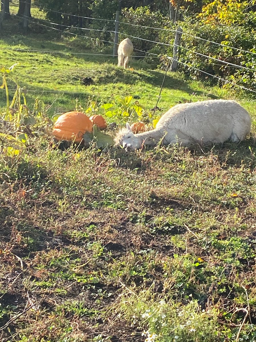 Waiting on the “great pumpkin 🎃 “