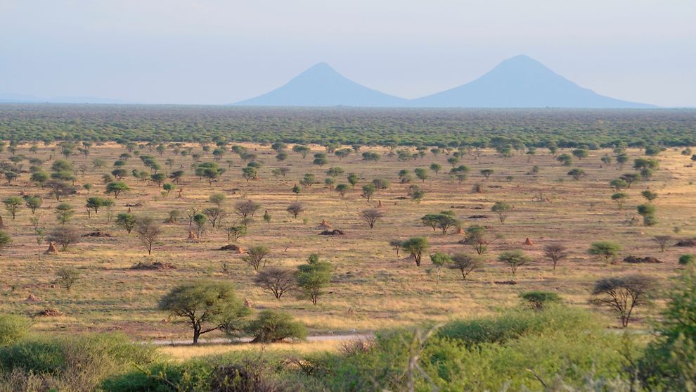 fhh_umwelt's tweet photo. Wie sinnvoll ist der Import von #Biomasse aus #verbuschter Landschaft in #Namibia nach #Hamburg? Die Frage wird derzeit von Experten ergebnisoffen diskutiert. Umfangreiche Infos und FAQs zum Stand der Prüfung finden sich hier:
https://t.co/GnzWoS0Uqm #Wärme #Energie #debushing https://t.co/NERWa2bb40