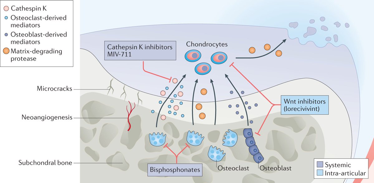 NatRevRheumatol's tweet photo. New #Review online now! Emerging pharmaceutical therapies for #osteoarthritis

Read for #free at https://t.co/U2K6nmeEnN

#rheumatology #rheumtwitter #SharedIt https://t.co/cw8LLiFv9e