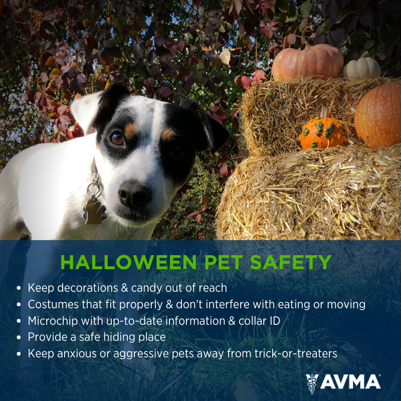 It's the spookiest time of year but it doesn't have to be for your pet (and pet owners). Here are helpful tips to ensure it's a safe Halloween for everyone: bit.ly/3ozDAWL 🎃😺🐶