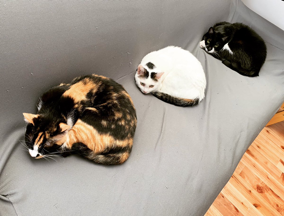 ko_tetsuya1969's tweet photo. Another social distance by 3 cats!!
#cat #cats #ねこ #猫 #catstagram #ねこすたぐらむ #catlovers #ねこのいる暮らし #保護猫 #白黒ぶち #mask #batmancat #vanpattern #三毛猫 #calico #instacat #catsofinstagram https://t.co/oiurQQeclt
