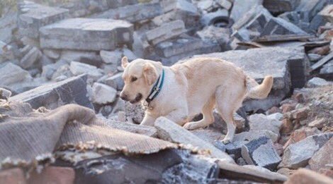 Şəkil özü danışır dedikləri şəkil💔#izmir #izmirdeprem