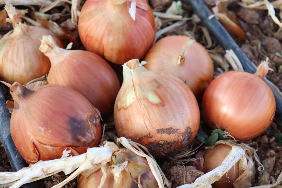 New pictures of one of our bestselling hybrid yellow onions: Dubai! Dubai is a late intermediate day length variety with  medium sized and globe-shaped bulbs. This high yielding variety is in particular notable for its very firm bulbs and thus very good storage potential. #onion