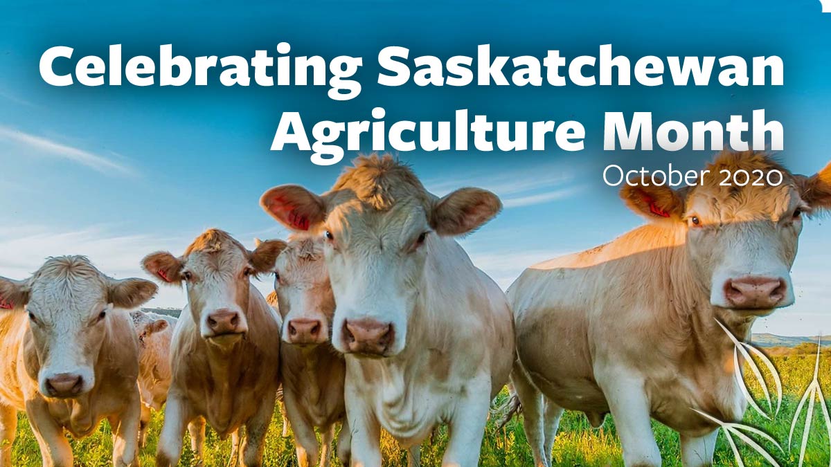 SARM_Voice's tweet photo. Saskatchewan is the second largest cattle producing province in the country.  Our producers fuel the economy and the feed the world. #everythinggrows #CelebrateAg https://t.co/OiWNRgXBBu