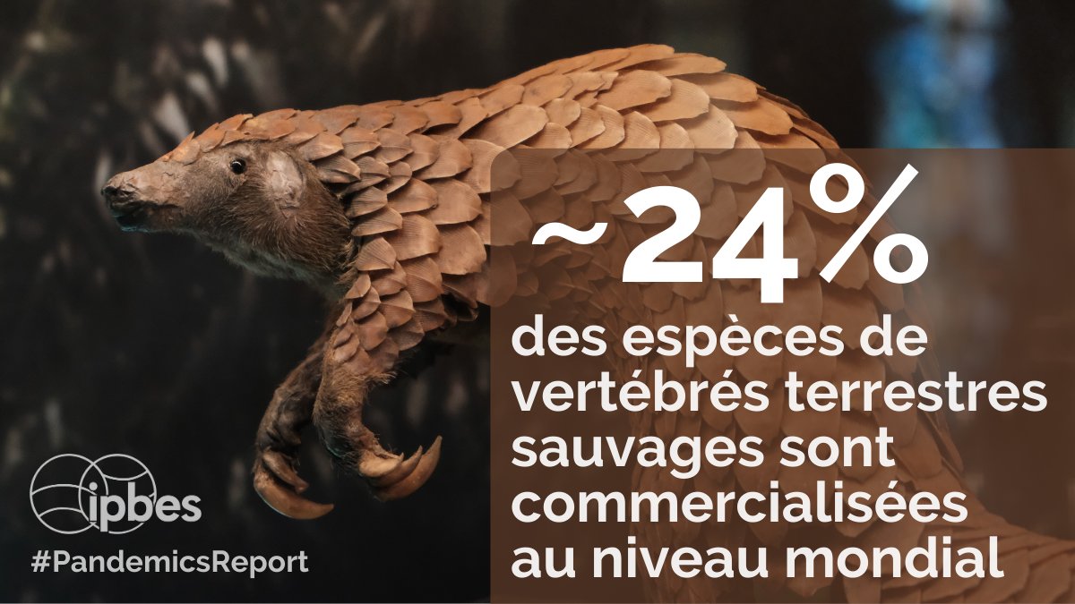 🐘"Le commerce illégal et non réglementé, celui légal et réglementé, et la #consommation non durable d'#animaux sauvages ont été liés à l'émergence de maladies"
—Rapport d'<a href="/ipbesfr/">IPBES en français</a> sur les liens entre #biodiversité &amp; #pandémies

#PandemicsReport &amp; médias➡️trello.com/b/on0z8KP0/ipb…