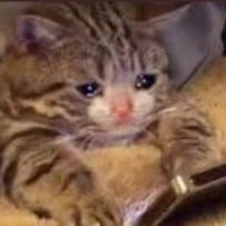 ElTioGalletica's tweet image. Cuando usas #DataMax y no tienes que estar marcando #222 para ver cuántos datos te quedan /// Pero tampoco te duran nada los paquetes