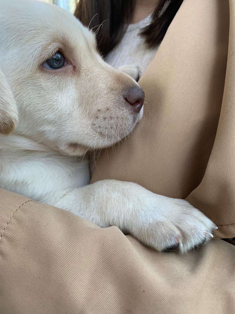 mrmarbe36's tweet photo. Bimba 🥰🐕 https://t.co/ciKBtlgmWV