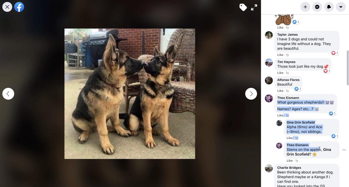 The admin account had posted a photo of puppies, claiming they belonged to her. She even gave them names and ages.The images came from Pinterest, and a Google image search for "german shepherd puppies siblings" shows the same picture as the first result.  https://www.snopes.com/news/2020/10/26/pennsylvania-trump-facebook-group/?utm_source=thread&utm_medium=social&utm_campaign=ggthread
