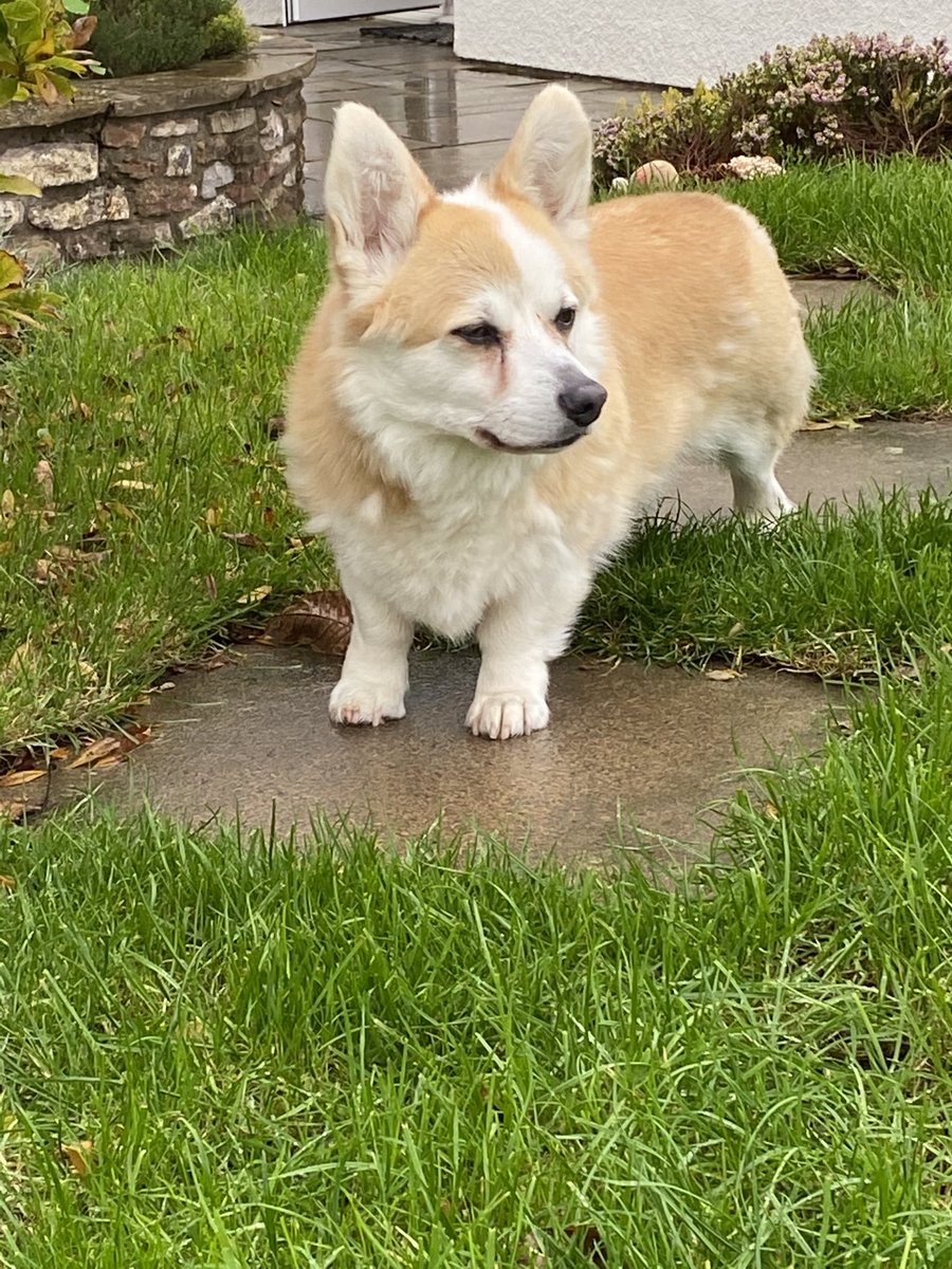 CorgiDyllan's tweet image. Hmmm there’s that squirrel again... #SuspiciousCorgiEyes