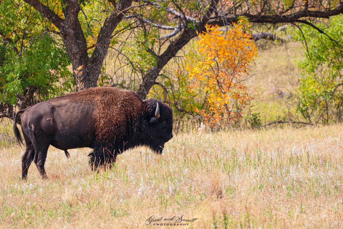 Buffalo in Custer State Park, South Dakota.
.
#viewfromsouthdakota #wildlifephotography #custerstatepark #southdakotawildlife #southdakota #canonusa #canon #nature #naturephotography #intelligentdesign #blackhills #naturebrilliance #buffalo #naturepictures #explore #photooftheday