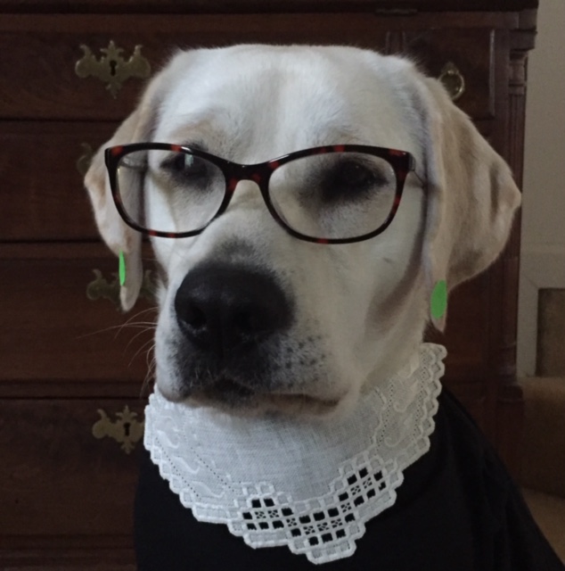jillmessick1's tweet photo. @ErinFox5DC LOL! Perfect. Here is the Notorious R.B.T. (Ruth Bader Tater) wishing you a Happy Howloween. https://t.co/DfppOxlxLx