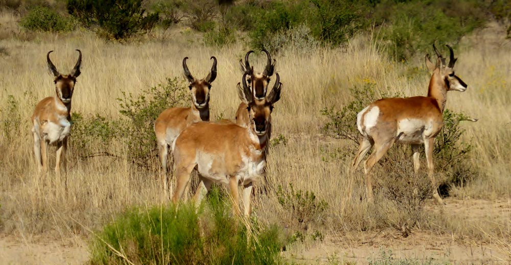 VisitAlpineTX's tweet photo. Great shot of City of Alpine staff in costume for Halloween! #alpinetexas #halloween #pronghorn
And as always: #maskup #keepyerdistance #safetravels
#AlpineTXPhoto by Voni Glaves
https://t.co/uIbhDRsJ5Y https://t.co/Ug2o3QXvtL
