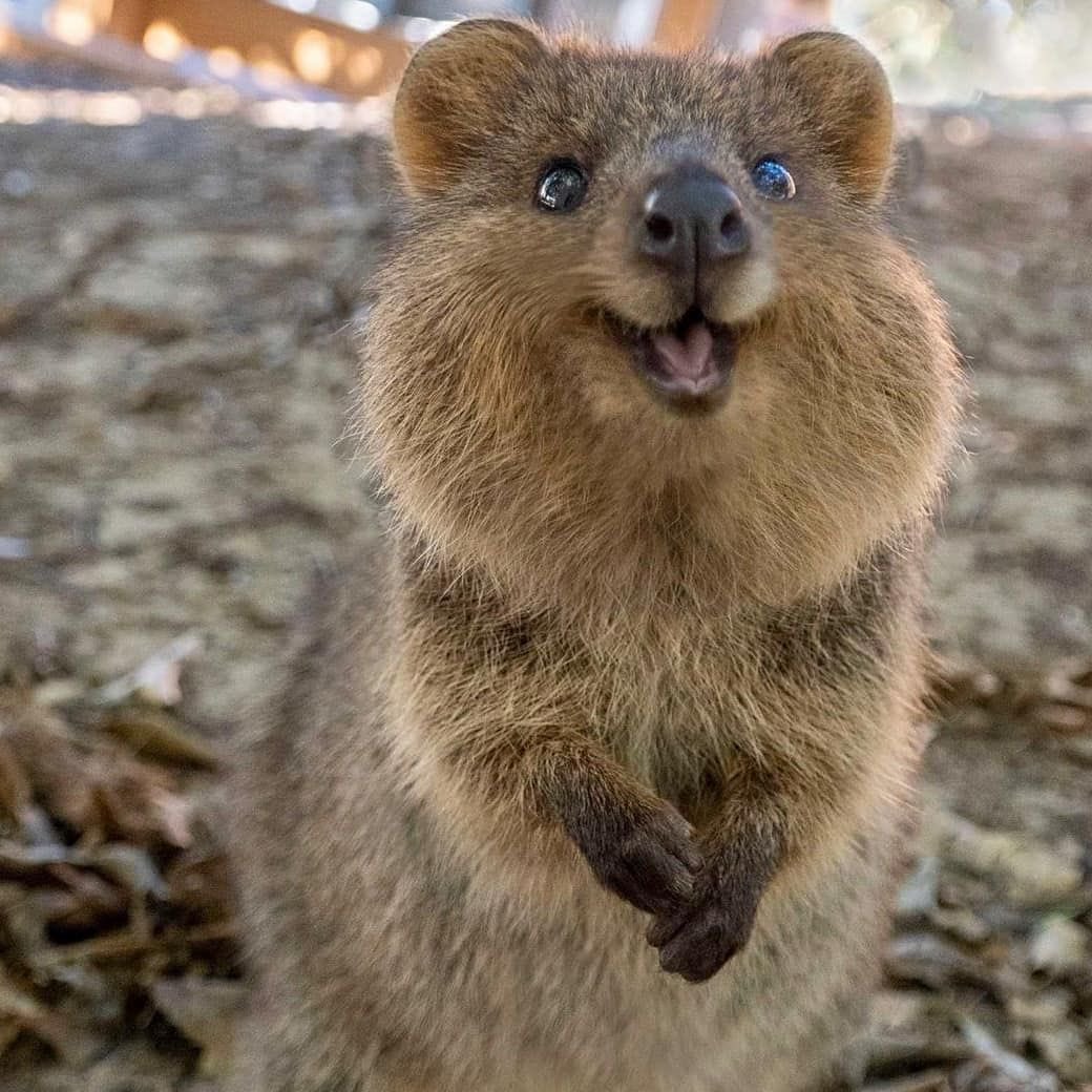 bhbbles's tweet photo. Quokka https://t.co/ht2uwZO1Mx
