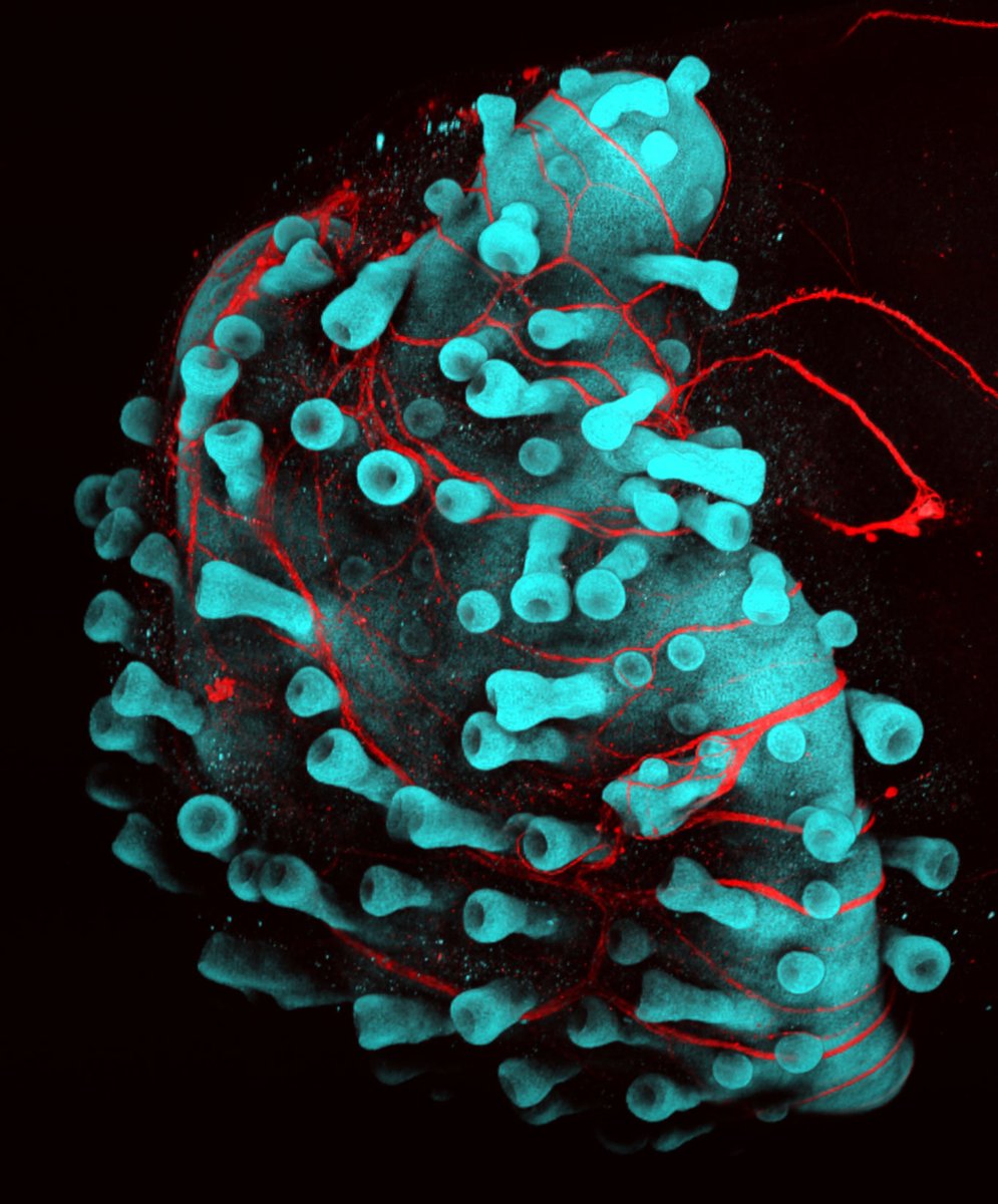 Get in the #Halloween spirit and check out some of our favorite spooky images from this year’s <a href="/NikonSmallWorld/">Nikon Small World</a> 2020 photomicrography contest! #microscopy

Click to see all of this year’s winners: nikonsmallworld.com/galleries/2020…