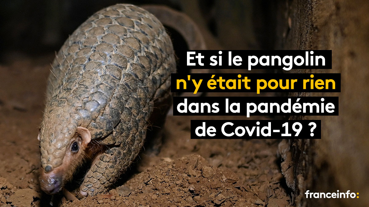 franceinfo's tweet photo. Les chercheurs ont peut-être accusé un peu trop vite le pangolin d’être à l’origine de la pandémie de Covid-19 qui a débuté à Wuhan en Chine fin décembre 2019. Ce petit mammifère à écailles est de plus en plus disculpé par des études scientifiques. 
 
À dérouler 👇 https://t.co/cnDjSDfxja