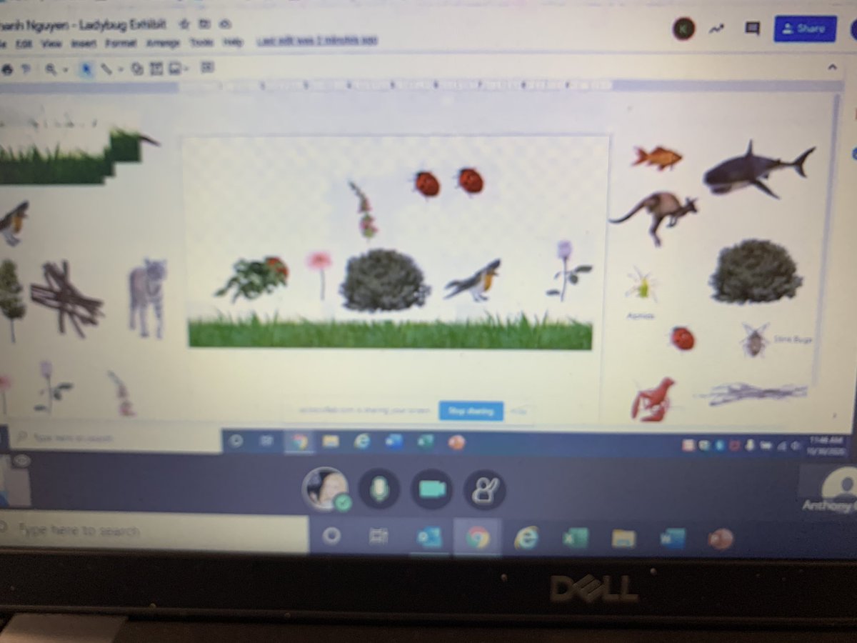 MsPflager's tweet photo. We love sharing our screen, so today we created ladybug exhibits and shared our screens to show off our thinking! Some of us even put humans in our exhibit! Thanks @artatgres for teaching us that cool trick!!! https://t.co/SpSJGwcEBr