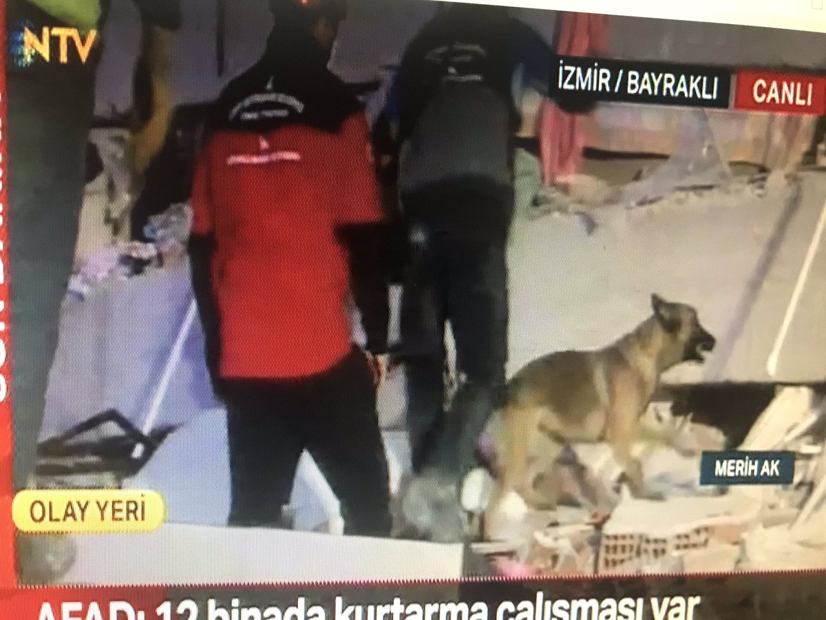 tolga gedik (GedikTolga) Twitter