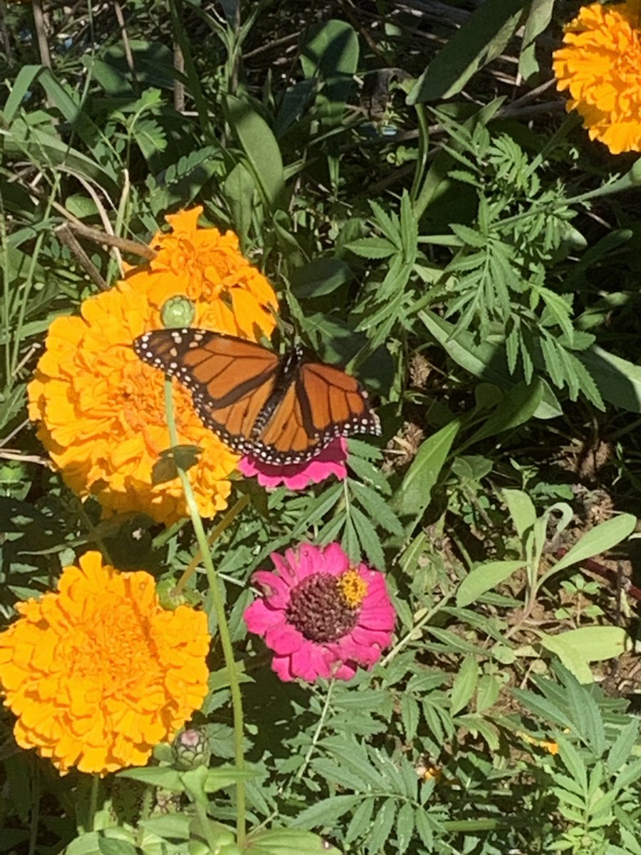 iwetmyplantsnet's tweet image. I have seen an increase in Monarch butterflies on our farm this year. I am hopeful our designated nature friendly zones are helping and playing a part in their increased numbers. #monarchbutterflies #naturefriendly #smithfarm