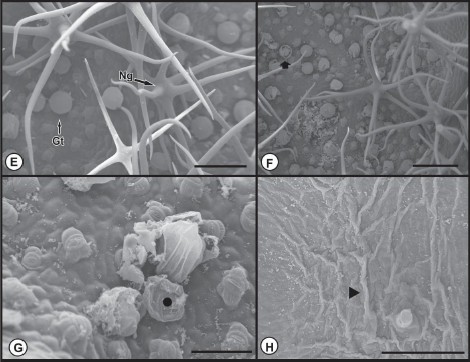 cdnsciencepub's tweet photo. Morphoanatomical and biochemical changes in Zeyheria tuberculosa exposed to glyphosate drift https://t.co/Ce5G72cFS0
New #PlantSci from @ufvbr ft. Naila Diniz e Castro and Larisse de Freitas-Silva, first-time #BotanyJournal authors ๐ฑ https://t.co/wzak3OT0Fb