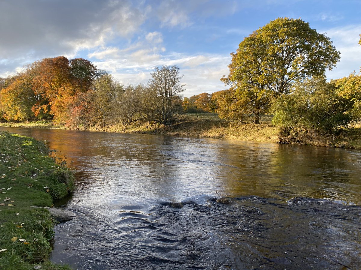 AberdeenAngling's tweet photo. The penultimate day of the #SalmonFishing season on the #RiverDon. There’s one or two fish splashing about today. #Donside #ADAA #Fishing #AtlanticSalmon #Aberdeenshire https://t.co/1CzACHbl9v