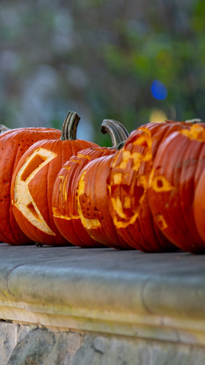 tulanealumni's tweet photo. A One, A Two, A Helluva Hullaba-BOO 🎃📲👻

Treat yourself this Halloween weekend with a fresh new set of phone wallpapers! https://t.co/yjxFT6cmxv