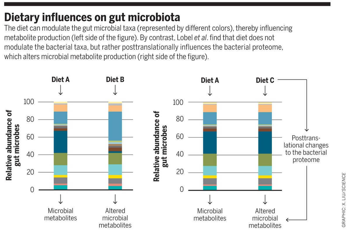 What you #eat (your #diet) alters your #GutMicrobiome by changing who's there (composition/diversity) or what they make (metabolites). Read about #nutrition & the #gut #microbiota in #KidneyDisease: https://t.co/GGga9fskGG via @ScienceMagazine #CKD #research #science #microbiome https://t.co/rnxNNF71eq