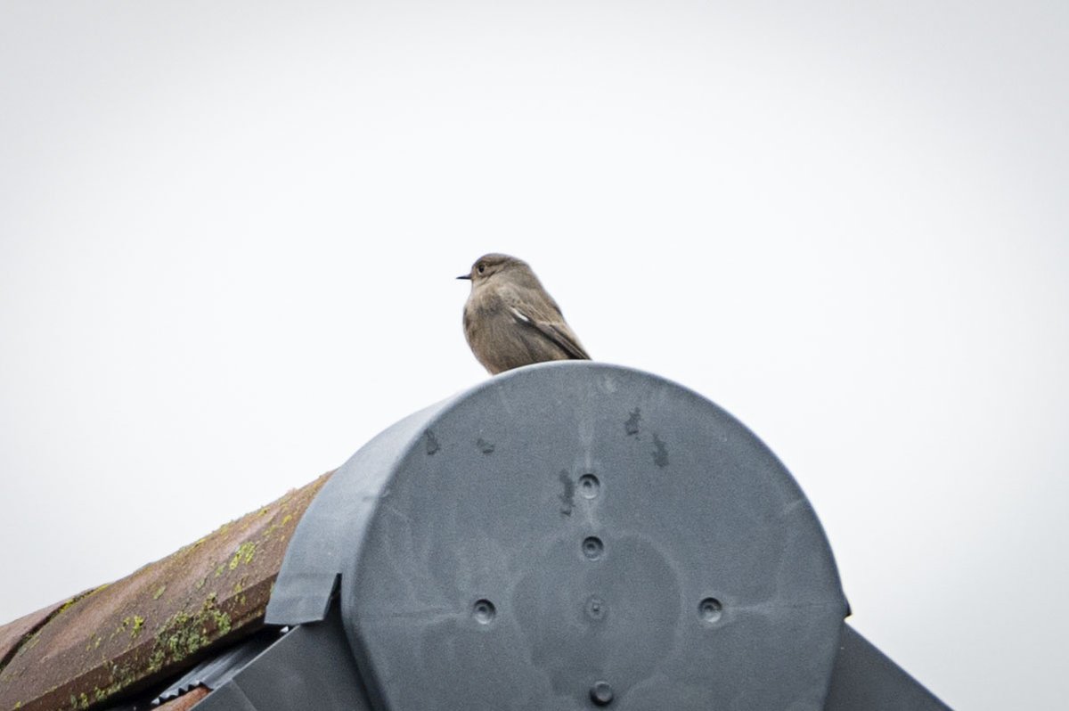 JPD_Photography's tweet photo. Black Redstart taken at Meols on the Wirral today.  
@wildlife_birds @iNatureUK @BirdSpotUK https://t.co/gc7NiNs9Sz