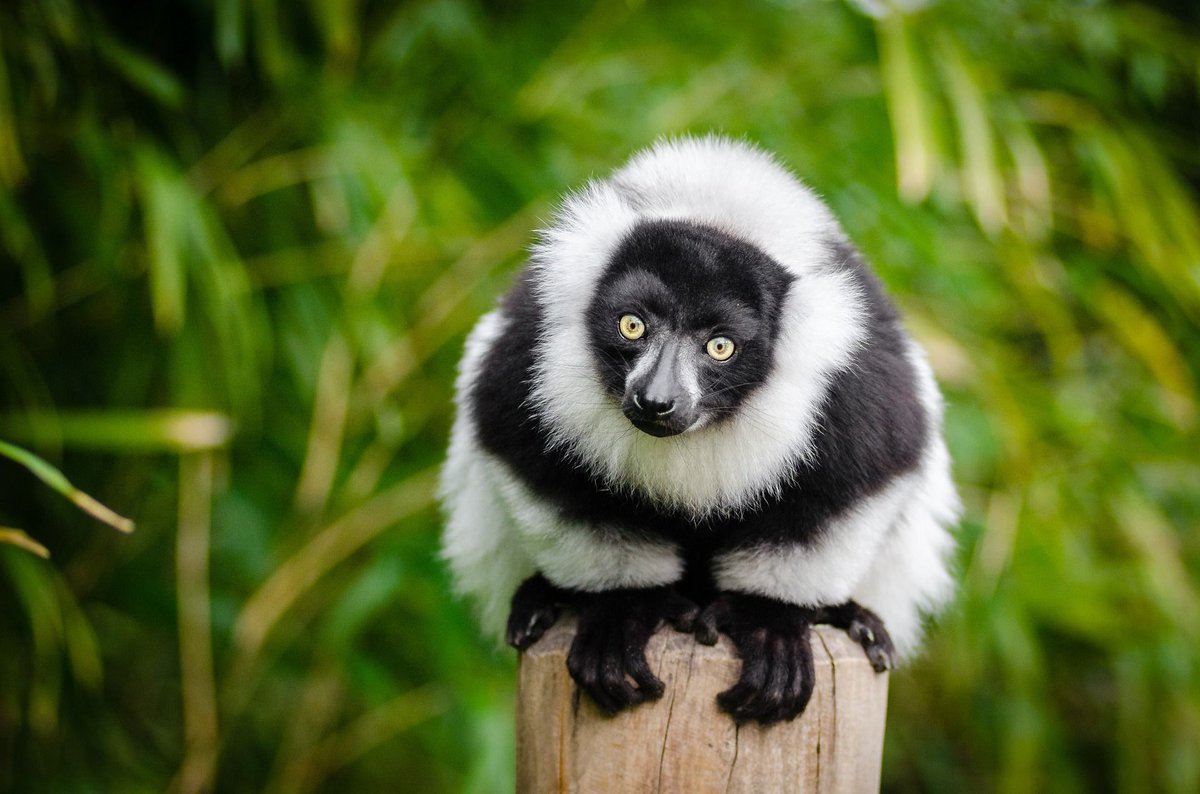 Today is World Lemur Day! A special day to give these unique and funny animals extra attention! Have you ever seen them in real life in Madagascar?

#Madagascar #lemur #worldlemurday