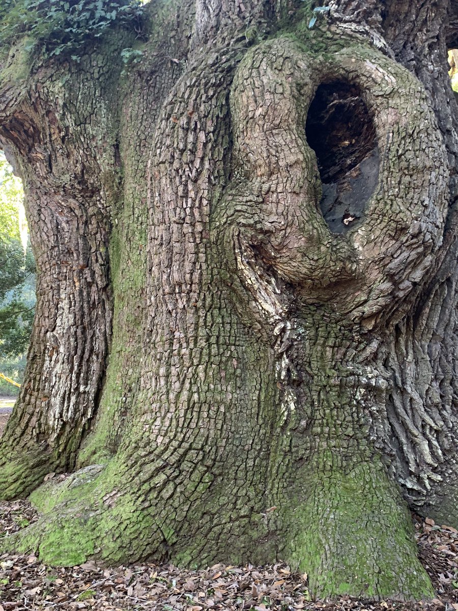 jennieunbound's tweet photo. My annual pilgrimage to the @theangeloak in John’s Island, SC USA💚🌴 #angeloak #bigtree https://t.co/oszUsfPGLl