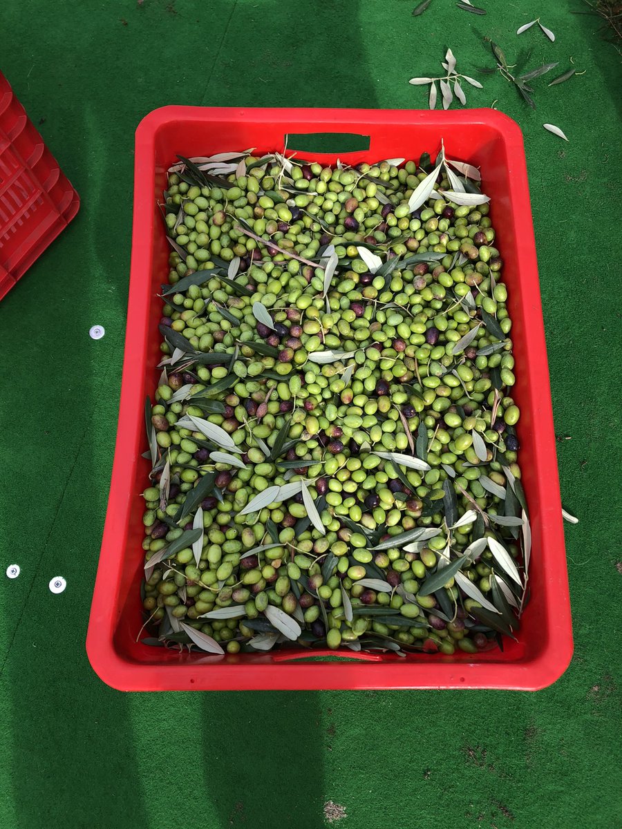 pmondotorbole's tweet photo. Raccolta #olive #Gardatrentino https://t.co/VAjHJUonDk