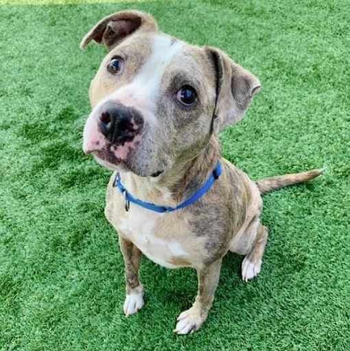 4ecoservices's tweet photo. Celebrating Friday with Gibson! This sweet 8 year old is ready to find his furever home!

Contact @KCPetProject for all adoption inquiries 💚

https://t.co/5tIiXzPEXC https://t.co/GjwzuJWU9g
