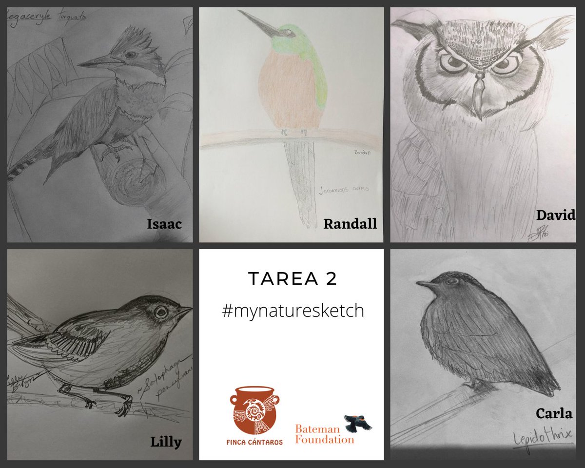 batemanfdn's tweet photo. Like many people, we've been spending a lot of time on Zoom. One of the most rewarding projects was our work with @fincacantaros in Costa Rica: we delivered Nature Sketch webinars to their instructors, so they can teach their students. These sketches are amazing! #mynaturesketch https://t.co/3WP8rfK35G