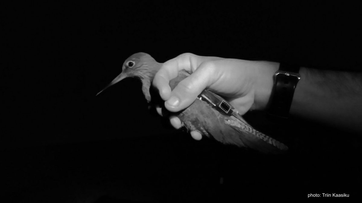 3 more nights of mist-netting  #waders in the Tagus Estuary and a few more tags deployed!Moving towards a better understanding of how these birds use this internationally important wetland. #shorebirds  #ornithology