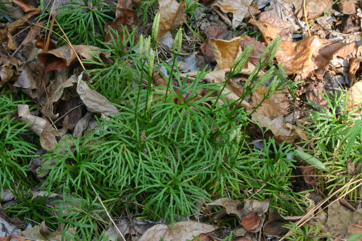 MasseyHerbarium's tweet photo. Groundcedar is one of our showier flower-free #nativeplants. So for #FloraFriday we look at bear's paw (Diphasiastrum digitatum), common across Virginia. This forest dweller's spores were once used as flash powder! #herbarium https://t.co/euP8fotu9Z