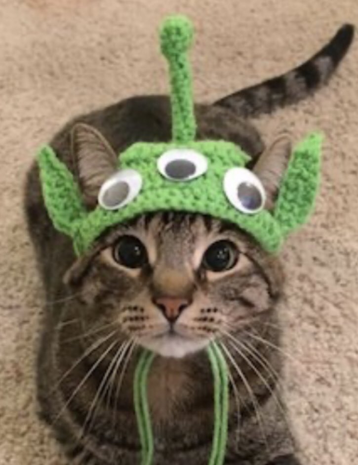 educateforall's tweet photo. Ending the first #nineweeks @salemseahawks1 with a #special guest in #ELA today for our #firstchapterfriday! #barrythecat #meow #oneccps #thesalemway #books #weread https://t.co/cKHRzT3GQz