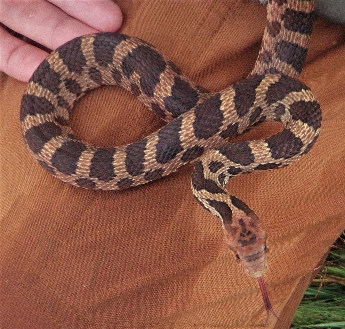 WPCWild911's tweet photo. #DYK? The patterns on the top of a #foxsnake's head can help identify individuals. WPC's Ojibway Prairie Reptile Recovery team thought there was something especially #Halloween about this foxsnake - can you see it? #conservationaction #weareWPC https://t.co/ie07N4knzT