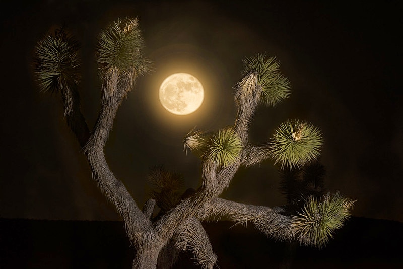 A full moon on Halloween? What in the 2020? Full moons on Halloween are incredibly rare — the last time this occurred was in 2001 and it won't occur for another 19 years. This full moon will also be a Blue Moon, meaning it is the second full moon in one calendar month.