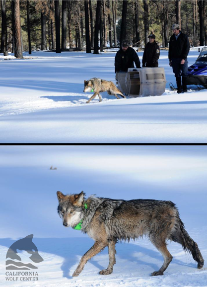 California Wolf Center is dedicated to saving the endangered Mexican gray wolf and returning wild wolves to the habitats they once roamed. You can directly help wolf conservation efforts by making a tax-deductible donation to our organization here:
californiawolfcenter.org/donate