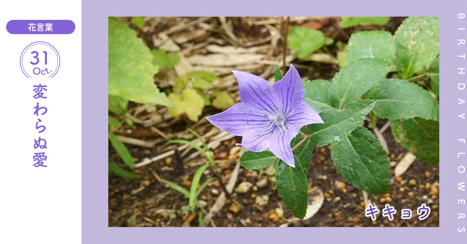 花キューピット I879 Com 公式 キャンペーン実施中 10月31日の誕生花 キキョウ お誕生日おめでとう 花言葉 は 変わらぬ愛 秋の七草のひとつですが 6月頃にも開花しています あなたはこんな人 熱中すると周りが見えなくなるタイプ 同じ