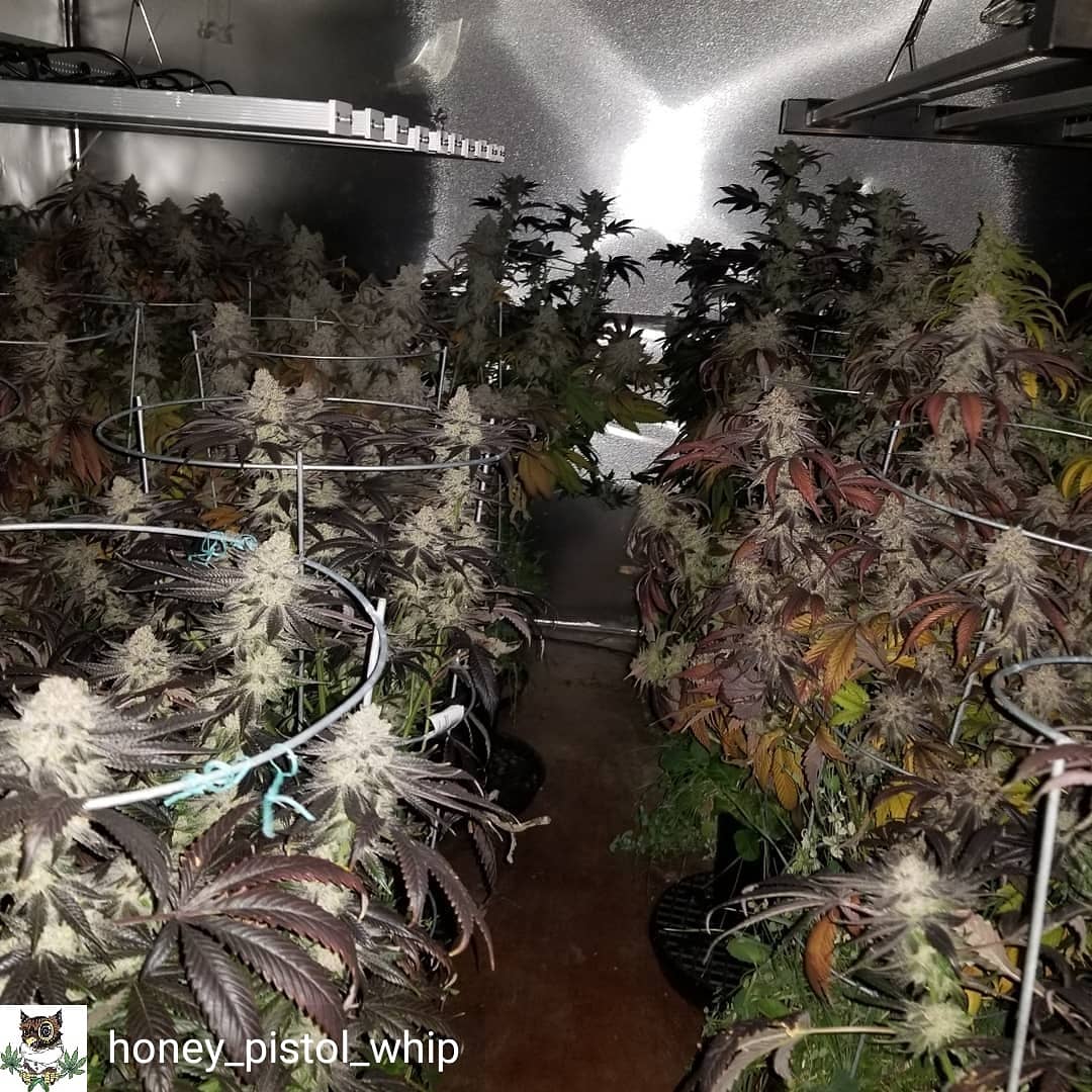 SunPlix's tweet photo. Reposted from @honey_pistol_whip Lookin at my Gucci it's about that time!!! https://t.co/hlRJ1GnW1Y