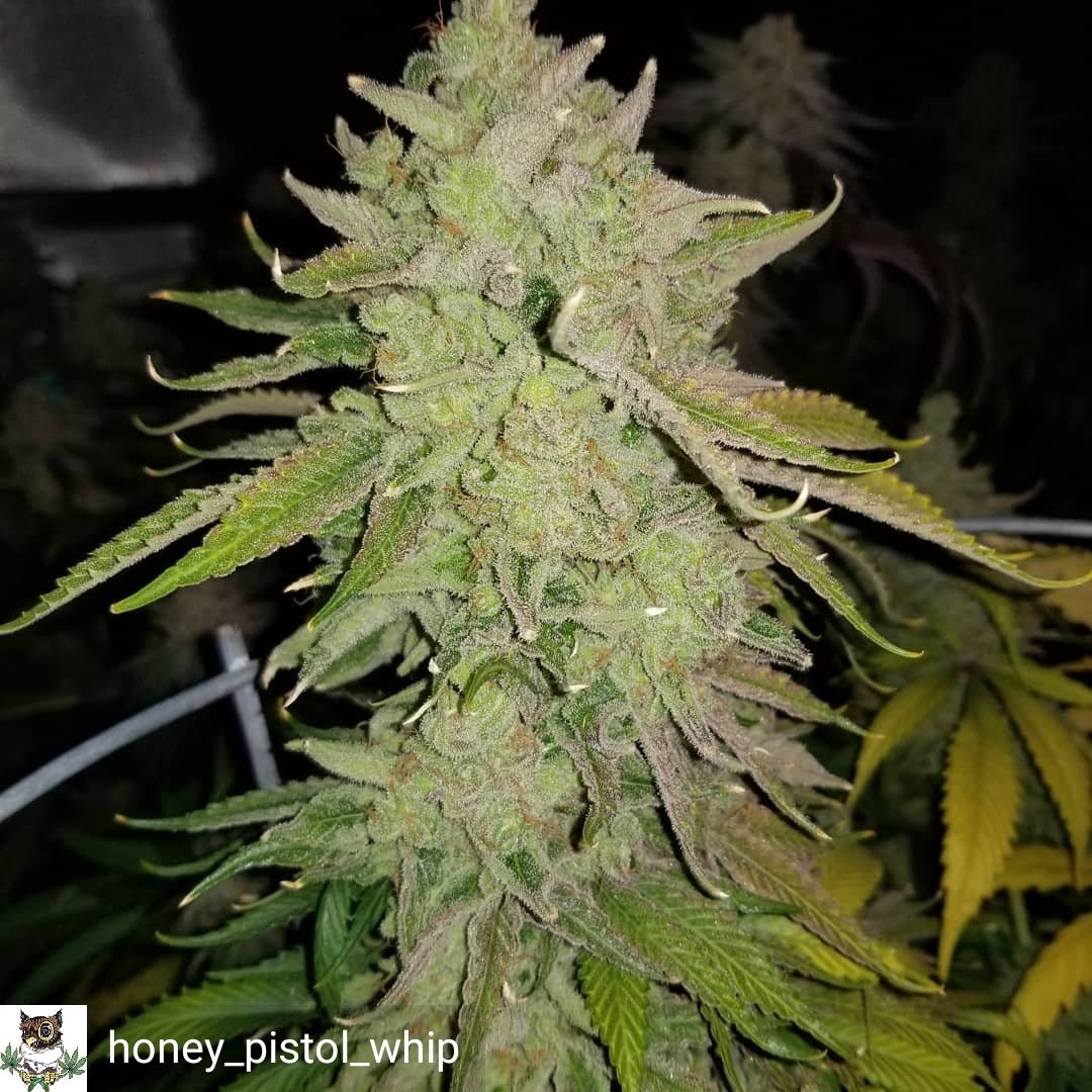 SunPlix's tweet photo. Reposted from @honey_pistol_whip Lookin at my Gucci it's about that time!!! https://t.co/hlRJ1GnW1Y
