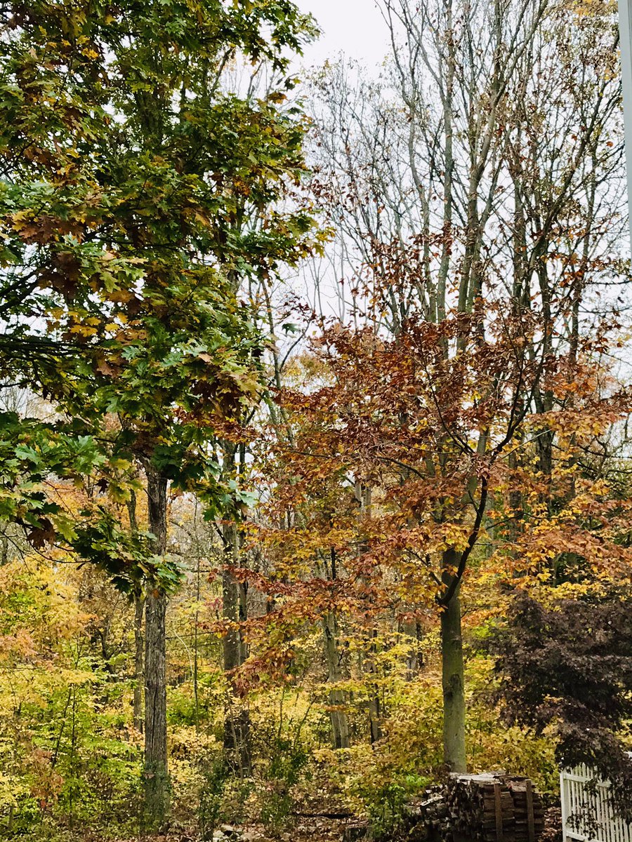 DisneyDeb67's tweet image. Monday to Friday #bringbackfall