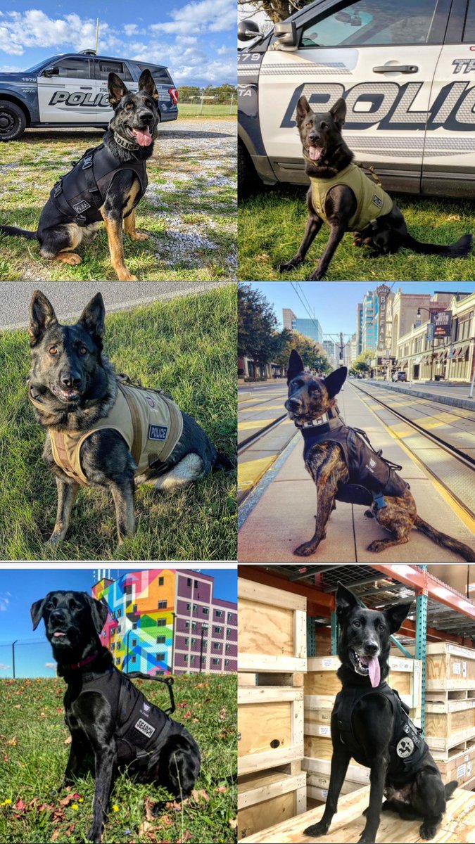 tapd1404's tweet photo. Thank you, Spike’s K9 Fund for your donation to keep our working K-9’s equipped with the gear they need while they serve and protect!
Attached is the link to donate to our K-9 Unit’s fund! Please support such a generous cause!
https://t.co/hx4LrLUs32
#k9 #k9cops #workingdogs https://t.co/2s6XuKaXyU