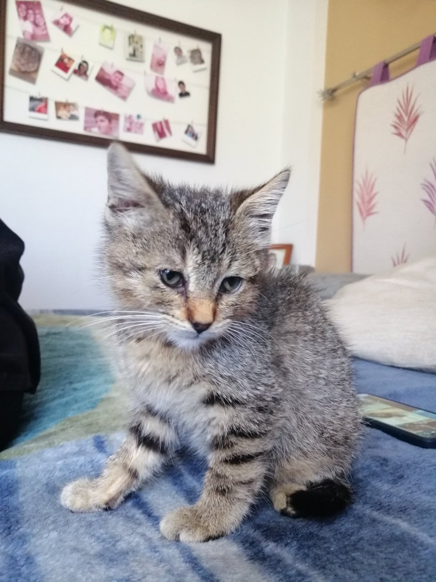 saramaruiz's tweet photo. esta gatita de dos meses busca una familia
si alguien está interesado que me hable
✨un rt siempre ayuda✨ https://t.co/UFfj28ea2H