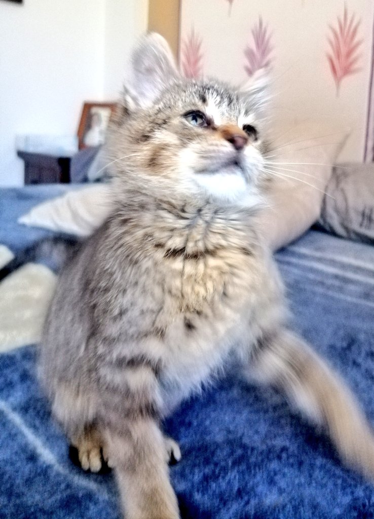 saramaruiz's tweet photo. esta gatita de dos meses busca una familia
si alguien está interesado que me hable
✨un rt siempre ayuda✨ https://t.co/UFfj28ea2H