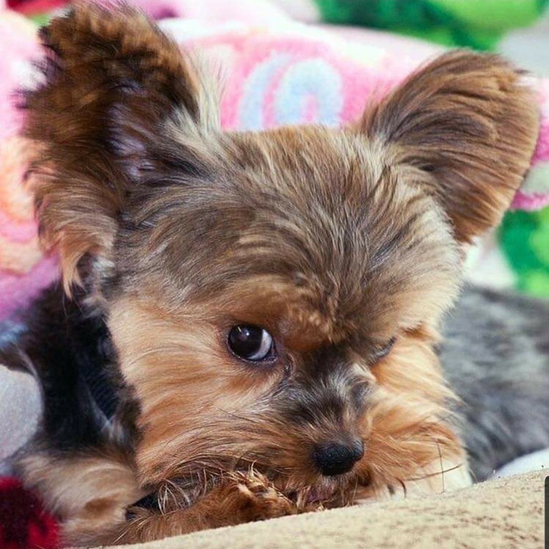 MascotaGenial's tweet photo. Quiero salir a jugar! https://t.co/68KjrnuYfc